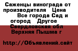 Саженцы винограда от производителя › Цена ­ 800 - Все города Сад и огород » Другое   . Свердловская обл.,Верхняя Пышма г.